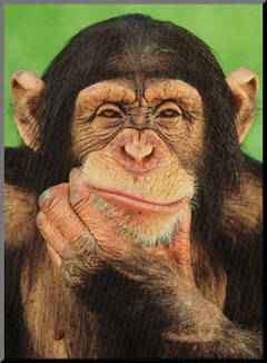 Cimpanzeii-salbatici-din-Guineea-dezactiveaza-capcanele-vanatorilor