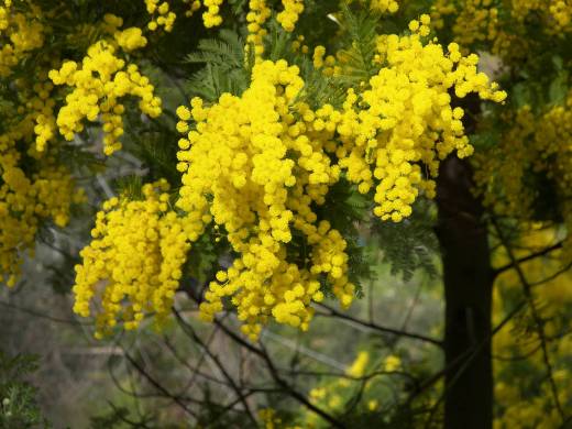 yellow_mimosa_flowers